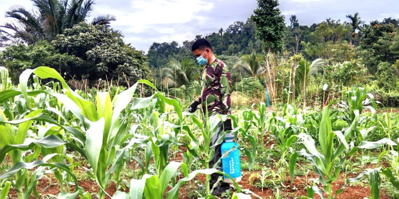 Anggota Koramil Supiori Selatan Menyemprot Obat Hama untuk Menyuburkan Tanaman&nbsp;Jagung
