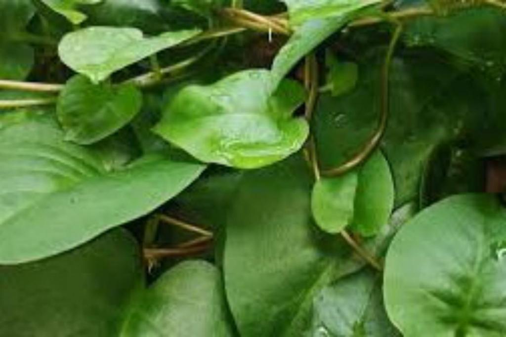 Berikut Manfaat Daun Binahong Untuk Kesehatan