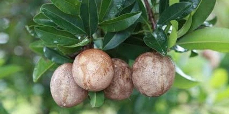 Benarkah Pohon Sawo Mengandung Daya&nbsp;Magis?