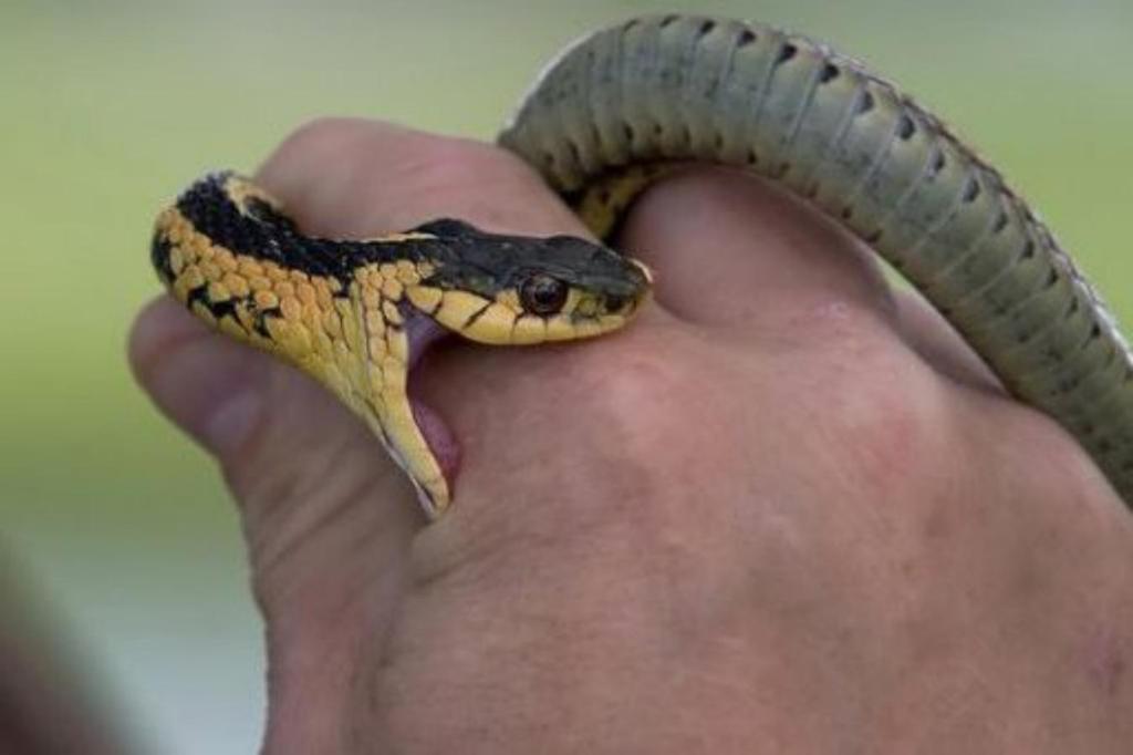 Sering Mimpi Digigit Ular? Berikut Tafsirnya dalam&nbsp;Islam